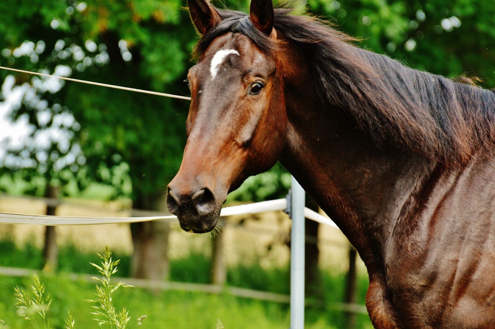 Nikon D3200 sample photo. Horse, coupling, stallion photography