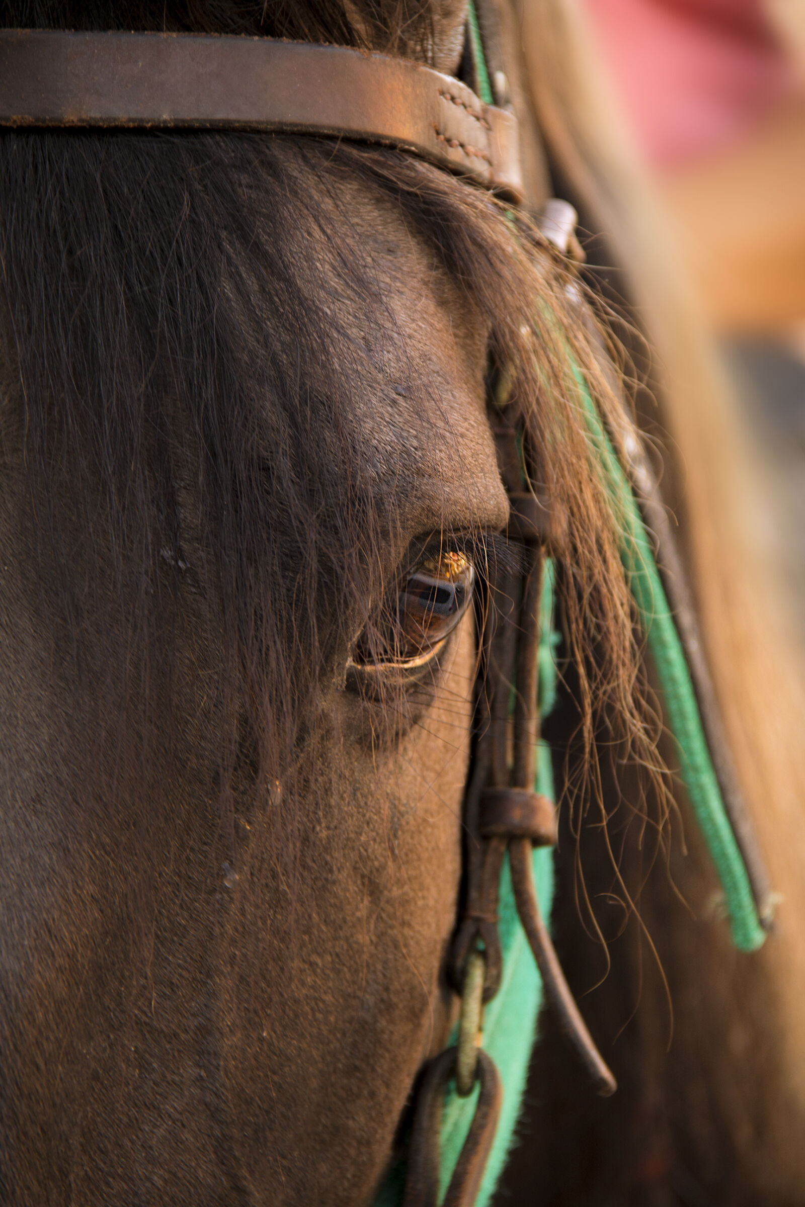 Canon EF-S 18-135mm F3.5-5.6 IS sample photo. Horse, horseman, sunset photography