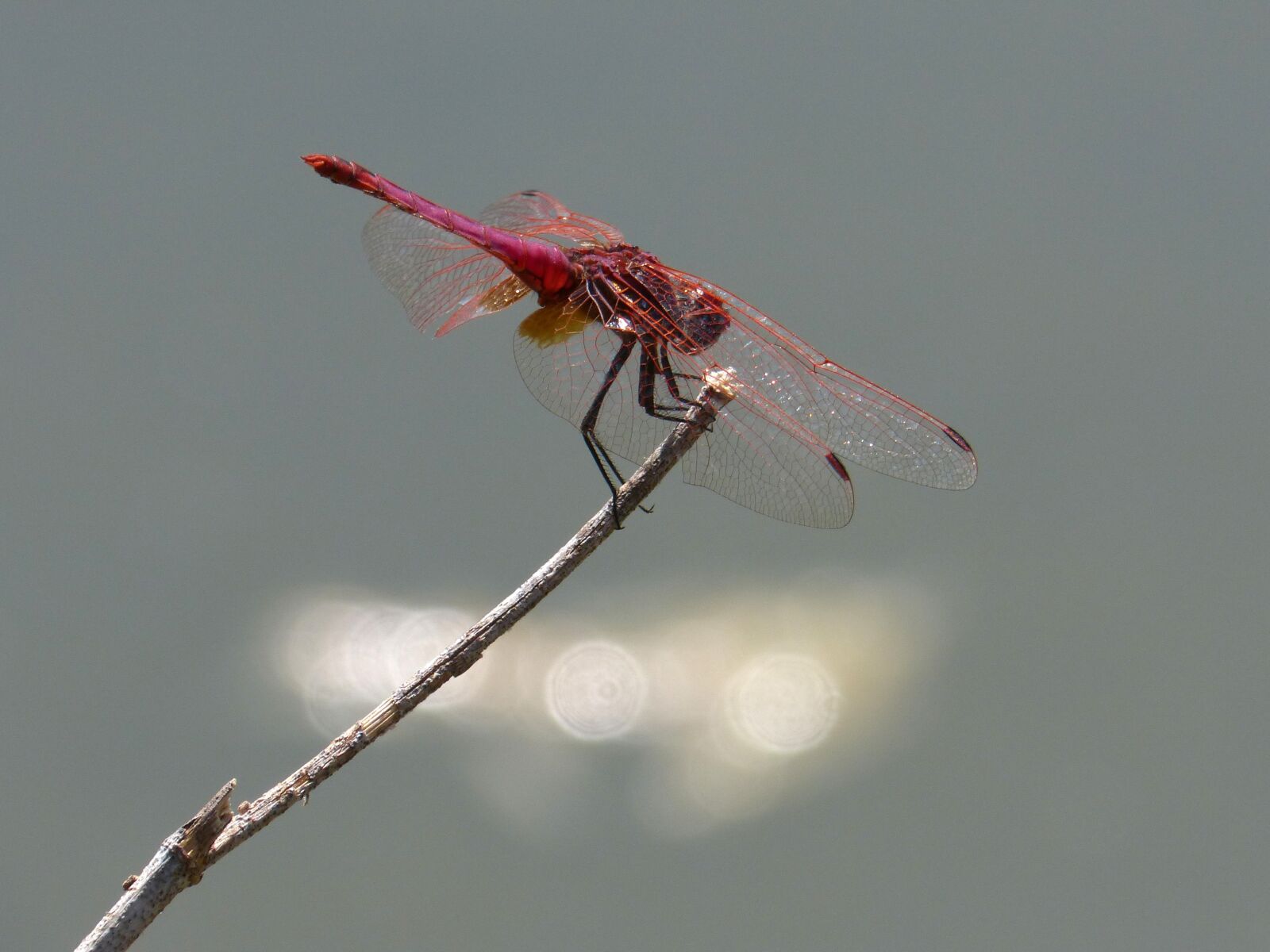 Panasonic DMC-FZ62 sample photo. Dragonfly, red dragonfly, erythraea photography