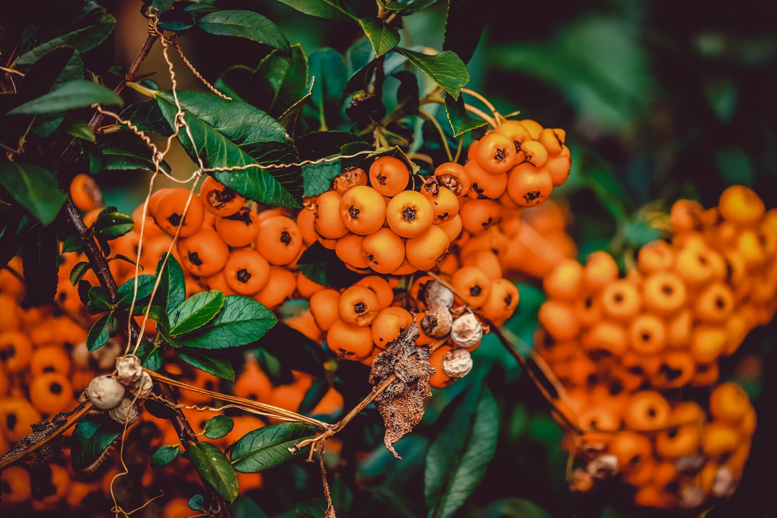 Fujifilm XF 55-200mm F3.5-4.8 R LM OIS sample photo. Rowanberries, bush, berries photography