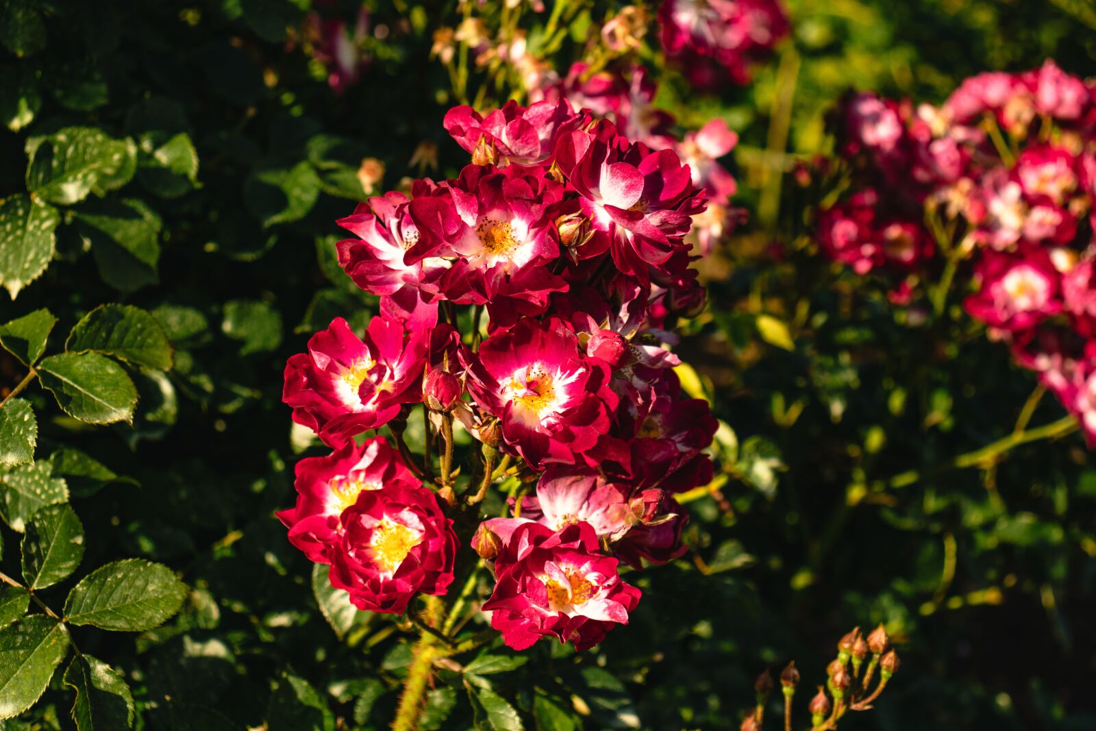 Canon EOS 77D (EOS 9000D / EOS 770D) sample photo. Rose, roses, flower photography