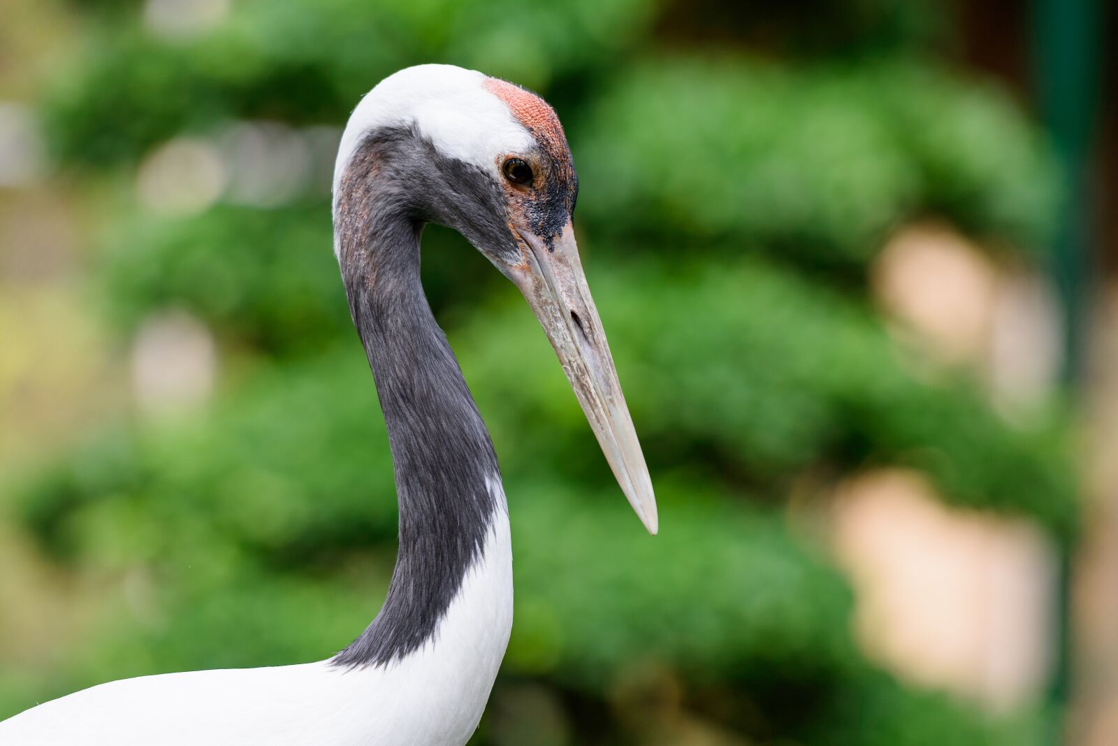 Nikon D3400 sample photo. Bird, animal, zoo photography