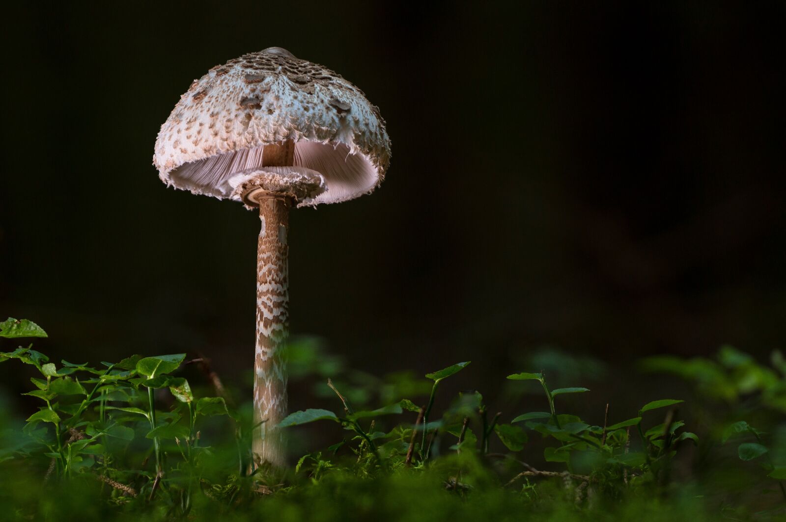 Canon EOS 7D sample photo. Schirmling, parasol, giant schirmling photography