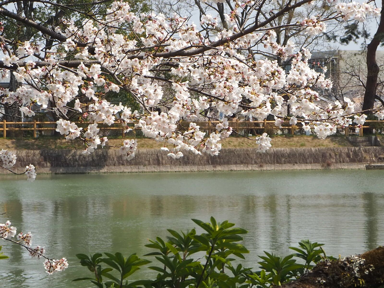 Olympus OM-D E-M10 III sample photo. Blossom, flowering cherry, garden photography