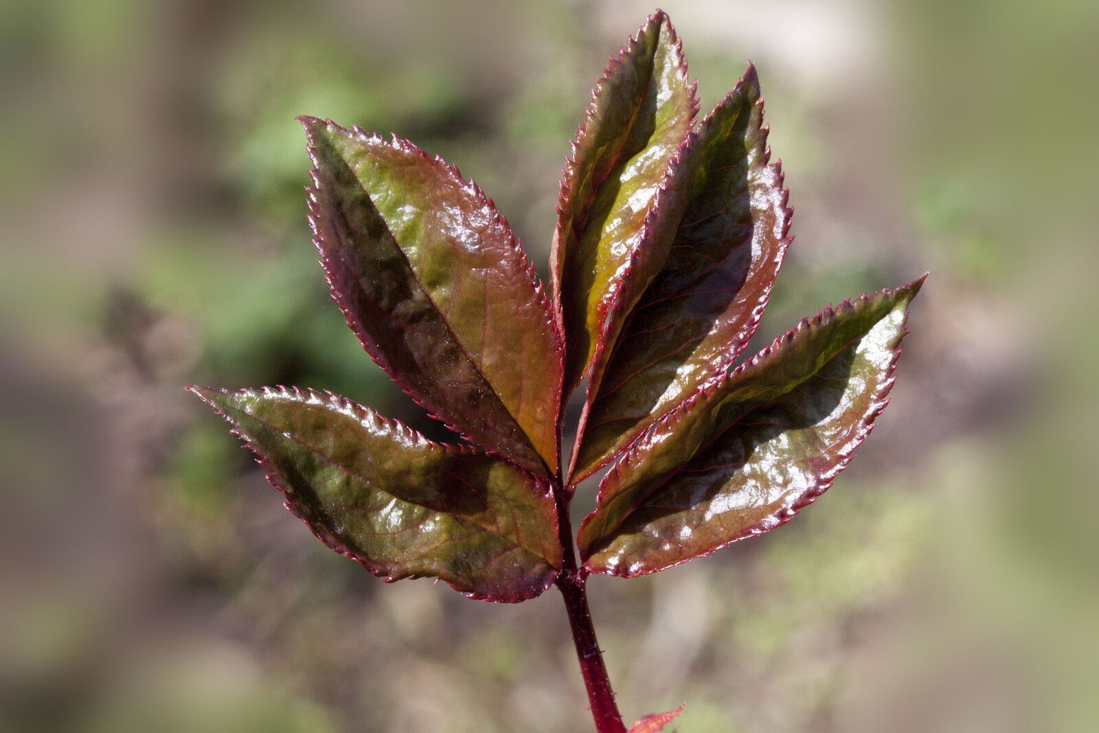Canon EOS 50D sample photo. Rosenblatt, young, leaf photography