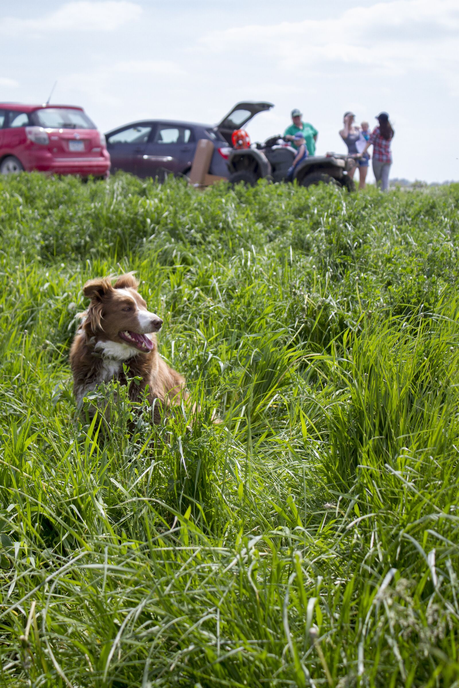 Canon EOS 7D + Canon EF-S 18-55mm F3.5-5.6 IS sample photo. Field, dog, grass photography
