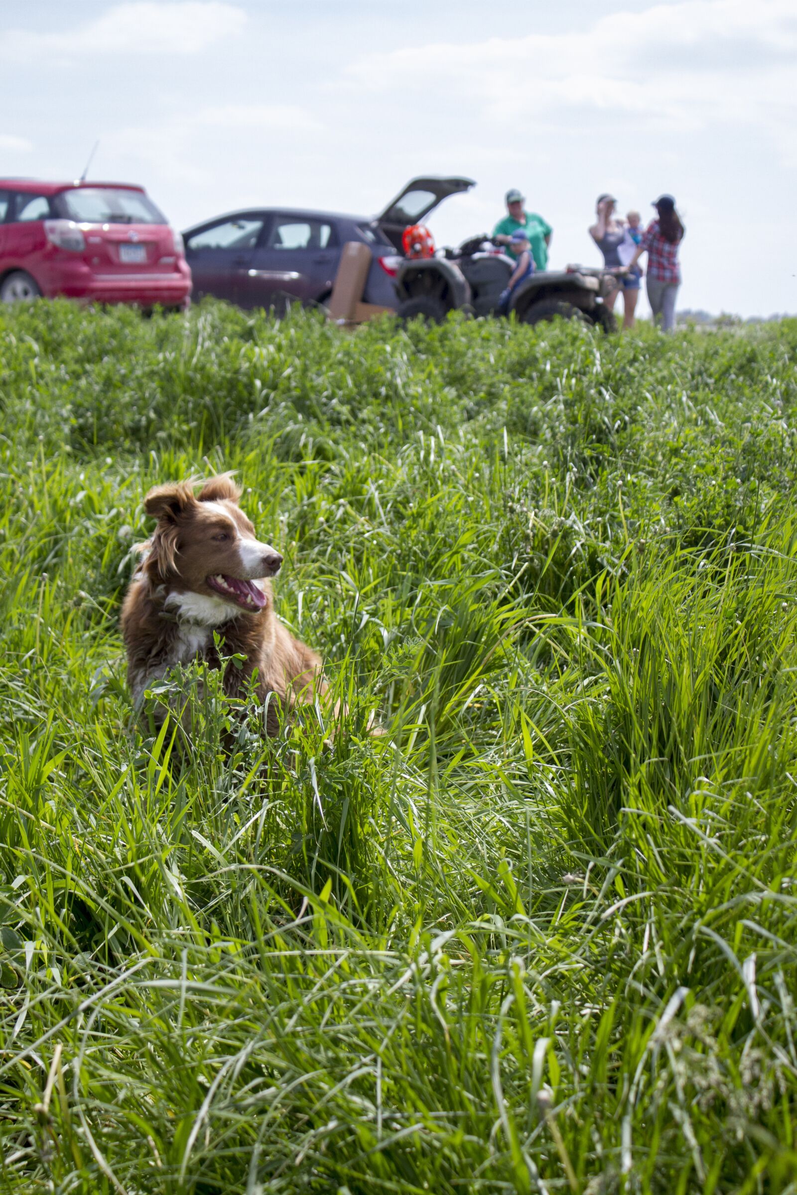 Canon EF-S 18-55mm F3.5-5.6 IS sample photo. Field, dog, grass photography