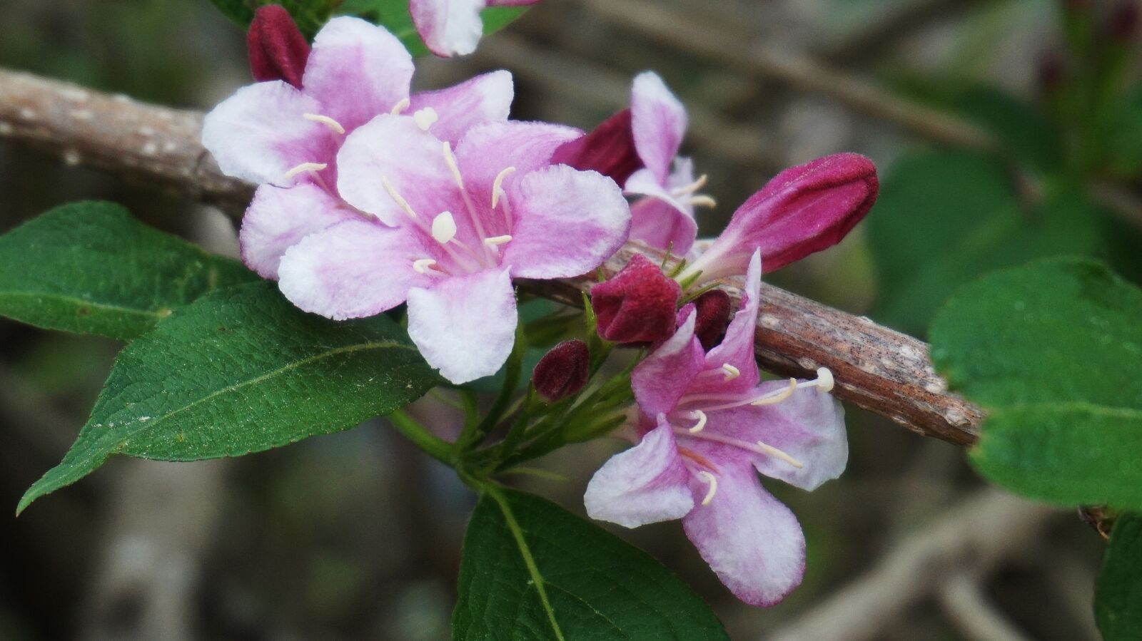 Sony Alpha a5000 (ILCE 5000) sample photo. Flowers, puts shoes, korean photography