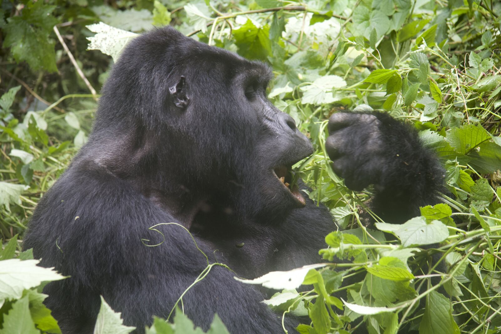 Canon EF-S 17-85mm F4-5.6 IS USM sample photo. Gorilla, wildlife, animals photography