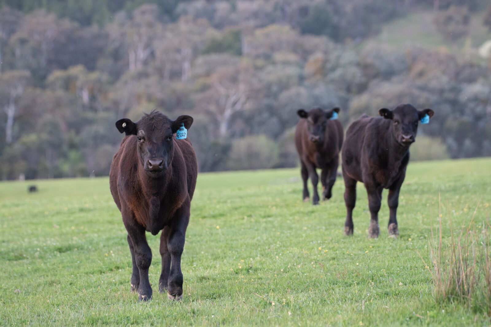 Nikon D750 sample photo. Cow, calf, black angus photography