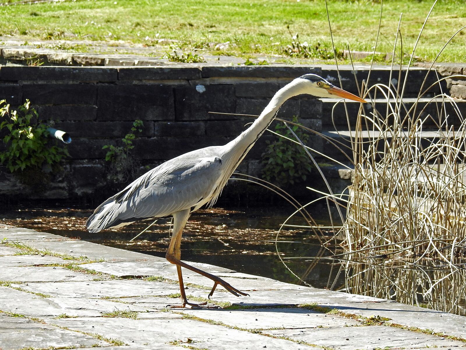 Nikon Coolpix P900 sample photo. Heron, fish eater, grey photography
