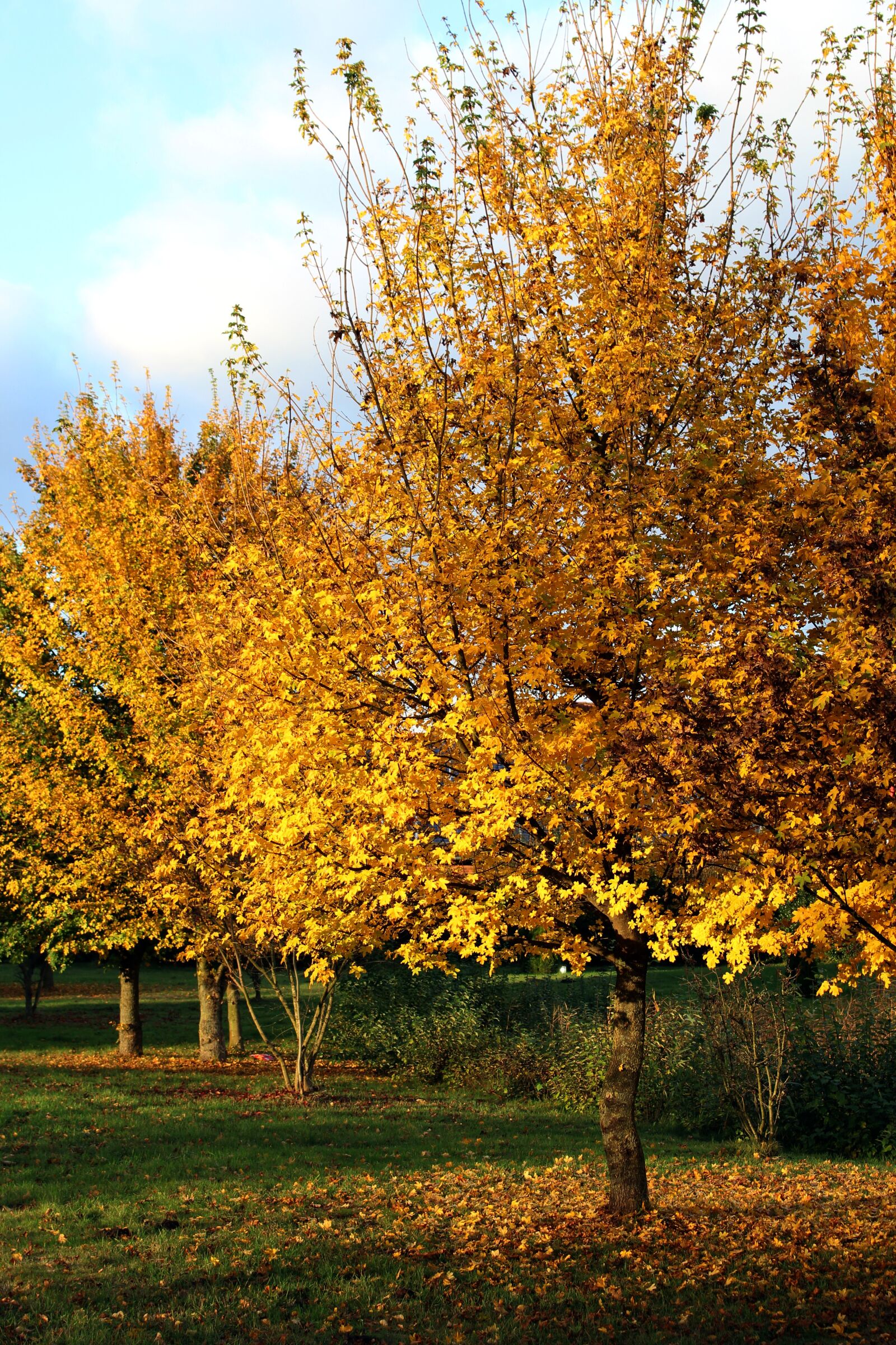 Canon EOS 700D (EOS Rebel T5i / EOS Kiss X7i) sample photo. Autumn, yellow, farbenpracht photography
