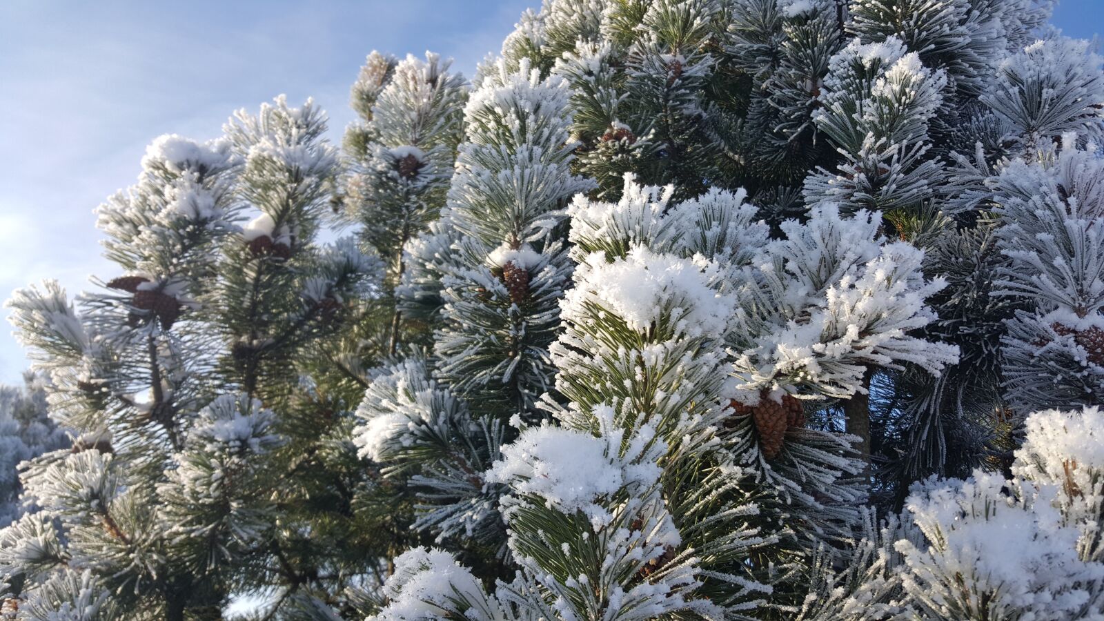Samsung Galaxy S6 sample photo. Winter, tree, cold photography