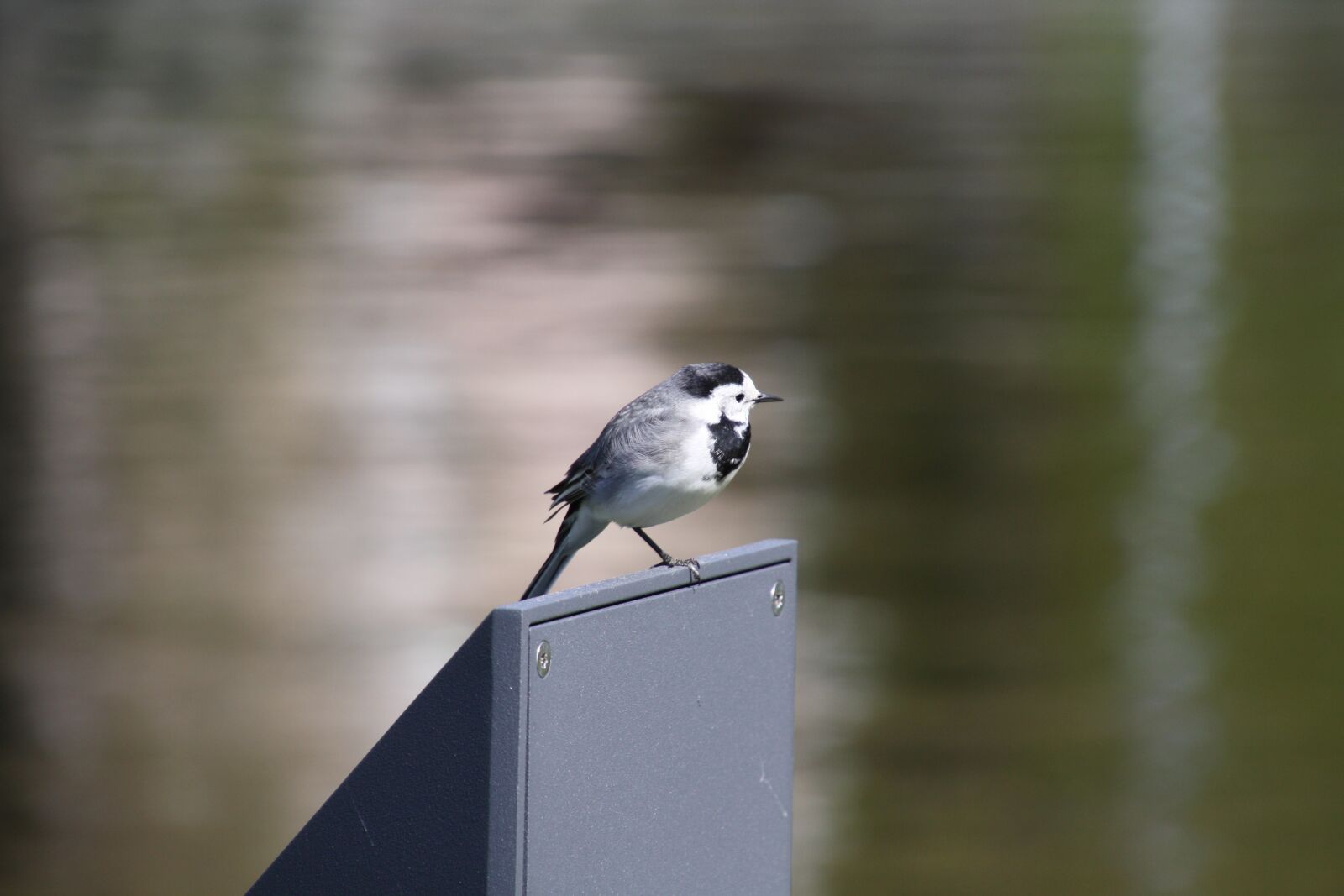 Canon EOS 450D (EOS Rebel XSi / EOS Kiss X2) sample photo. Bird, animal, a small photography