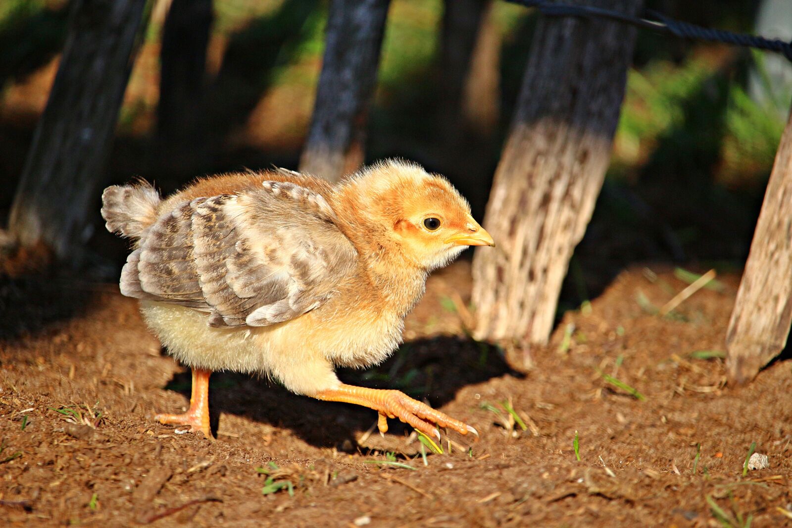 Canon EOS 100D (EOS Rebel SL1 / EOS Kiss X7) sample photo. Bird, chicken, chicks photography