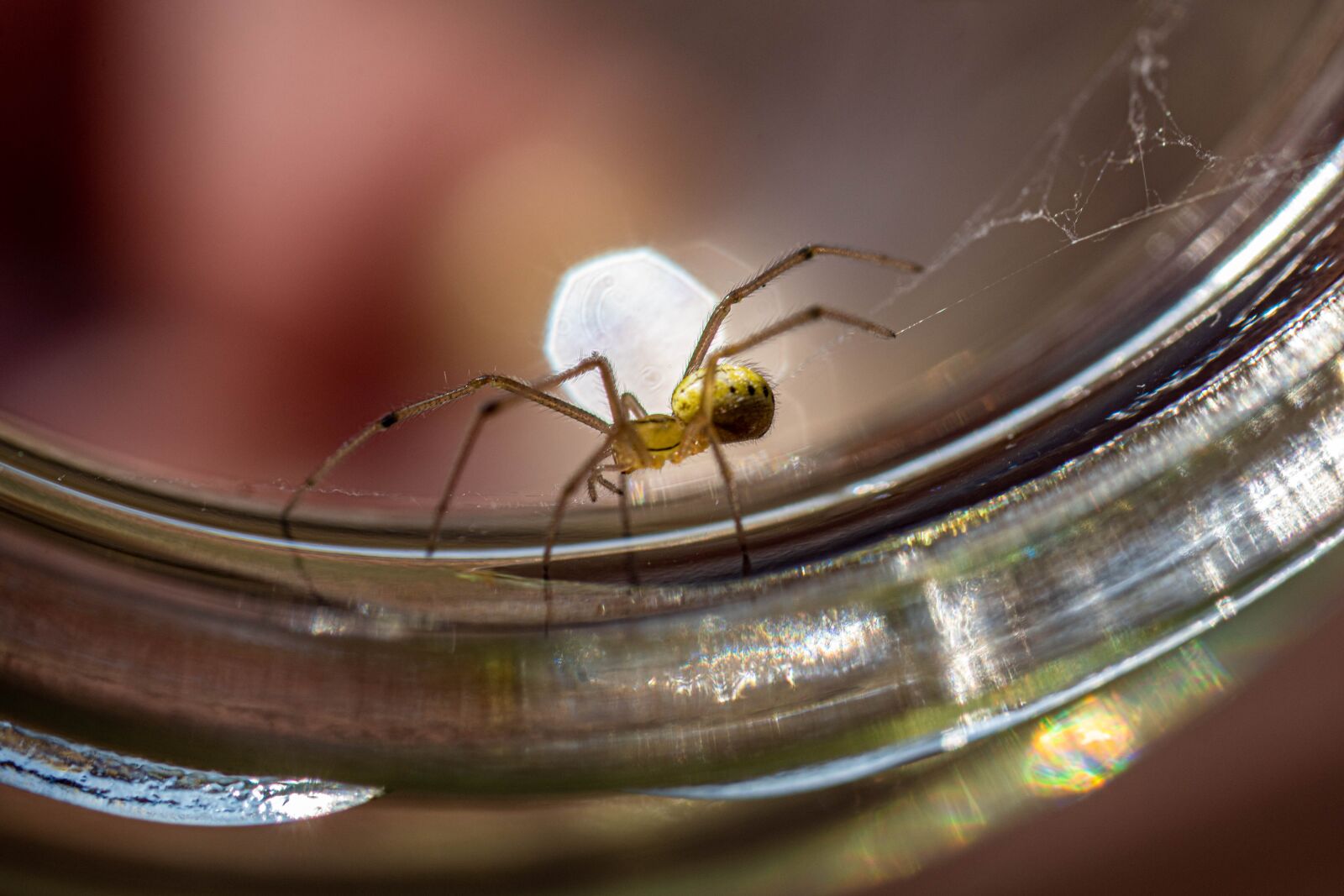 Sony SLT-A68 sample photo. Macro, insect, spider photography