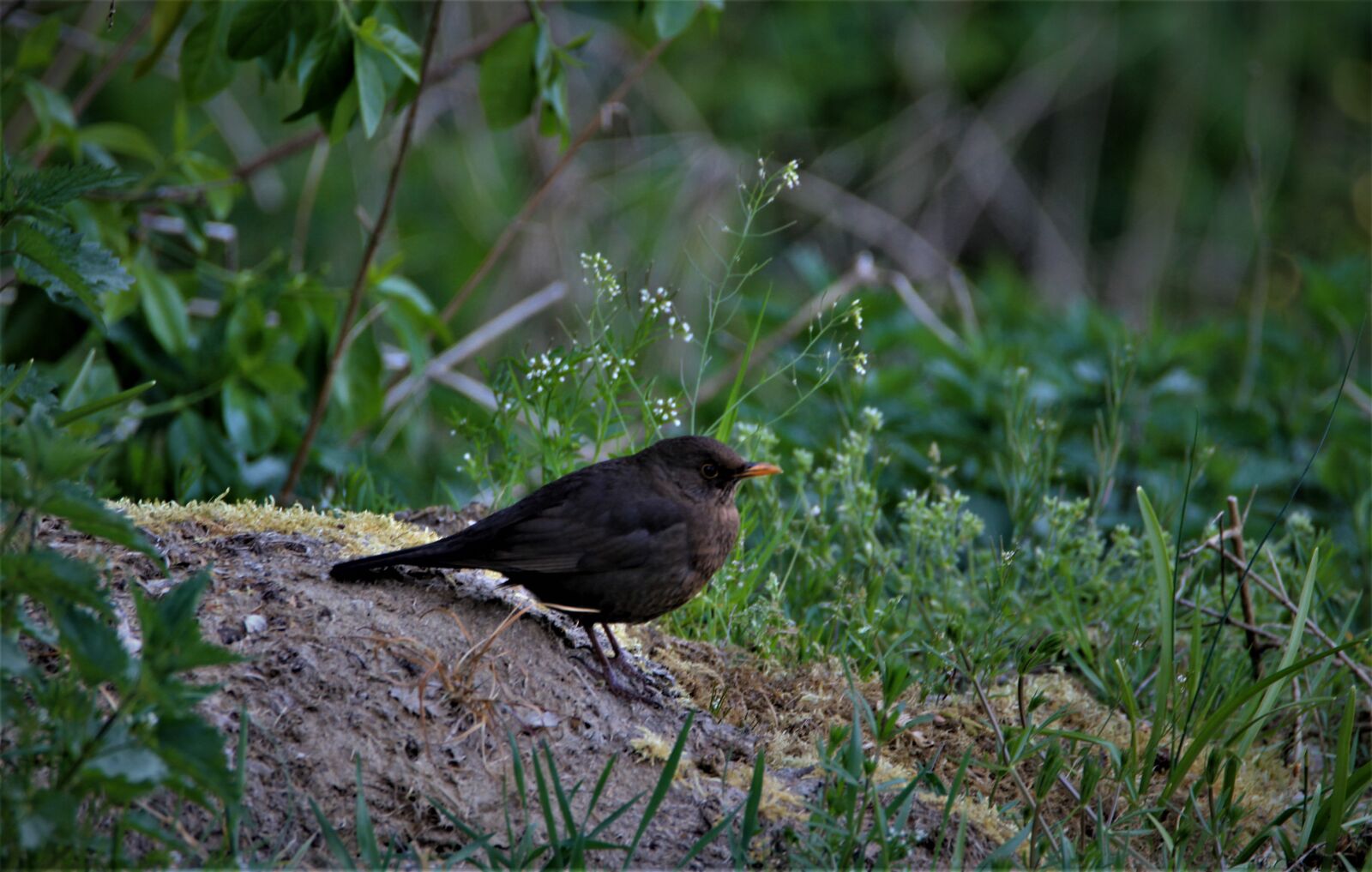 Tamron SP 150-600mm F5-6.3 Di VC USD sample photo. Blackbird, bird, animal photography