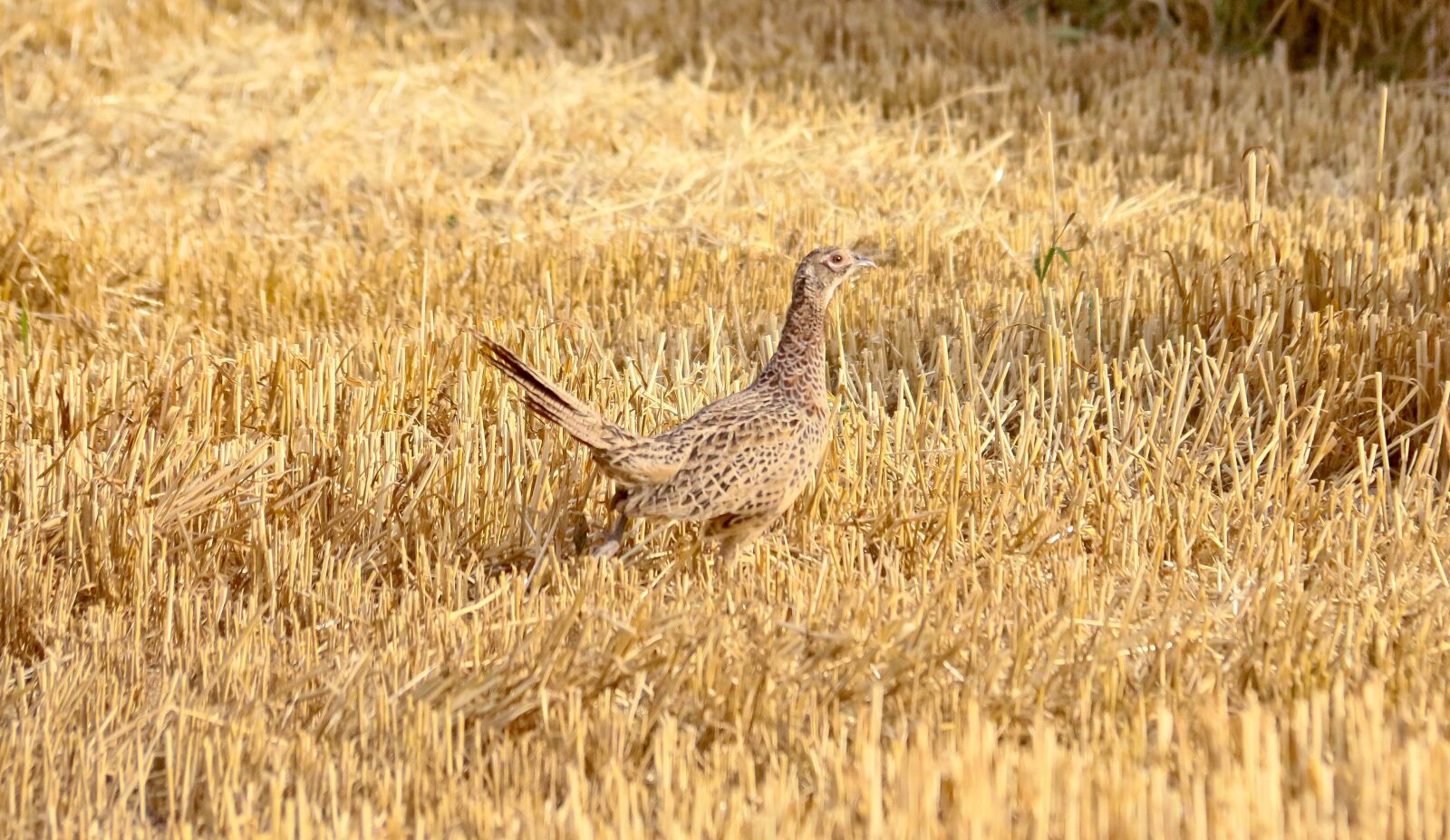 Canon EOS 70D sample photo. Pheasant, hen, bird photography