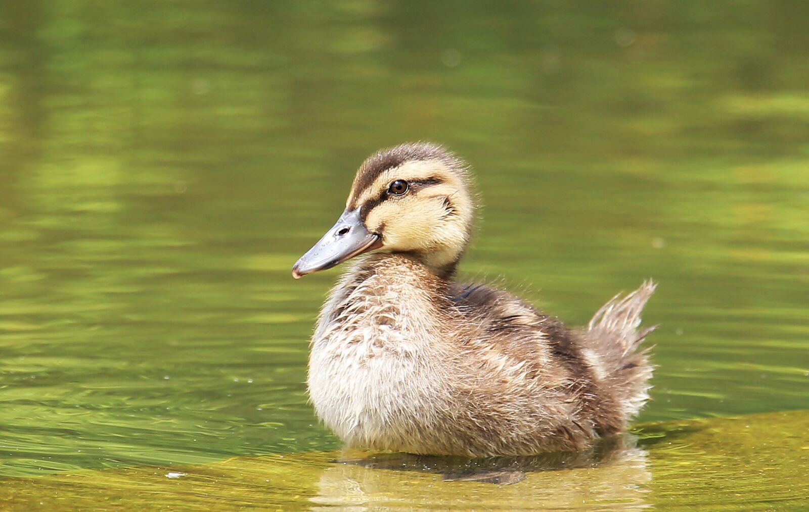 Canon EOS 550D (EOS Rebel T2i / EOS Kiss X4) sample photo. Entenjunges, ducky, poultry photography