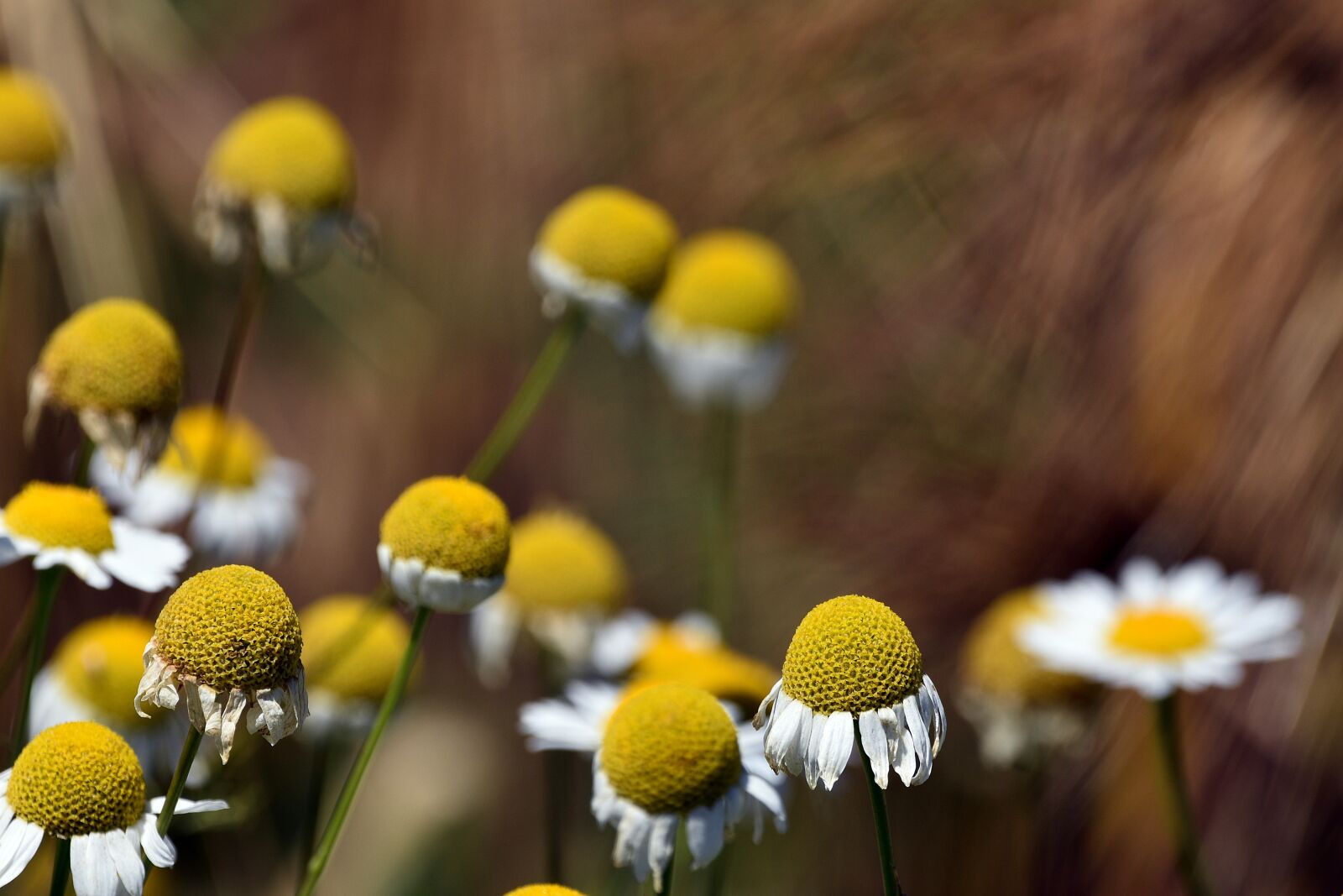 Nikon D3400 sample photo. Flower, flowers, spring photography