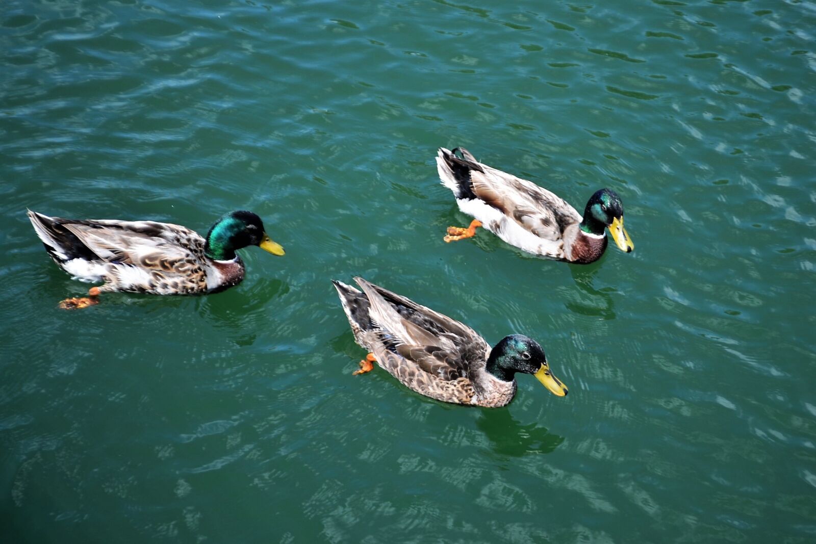 Nikon D3100 sample photo. Ducks, birds, pond photography
