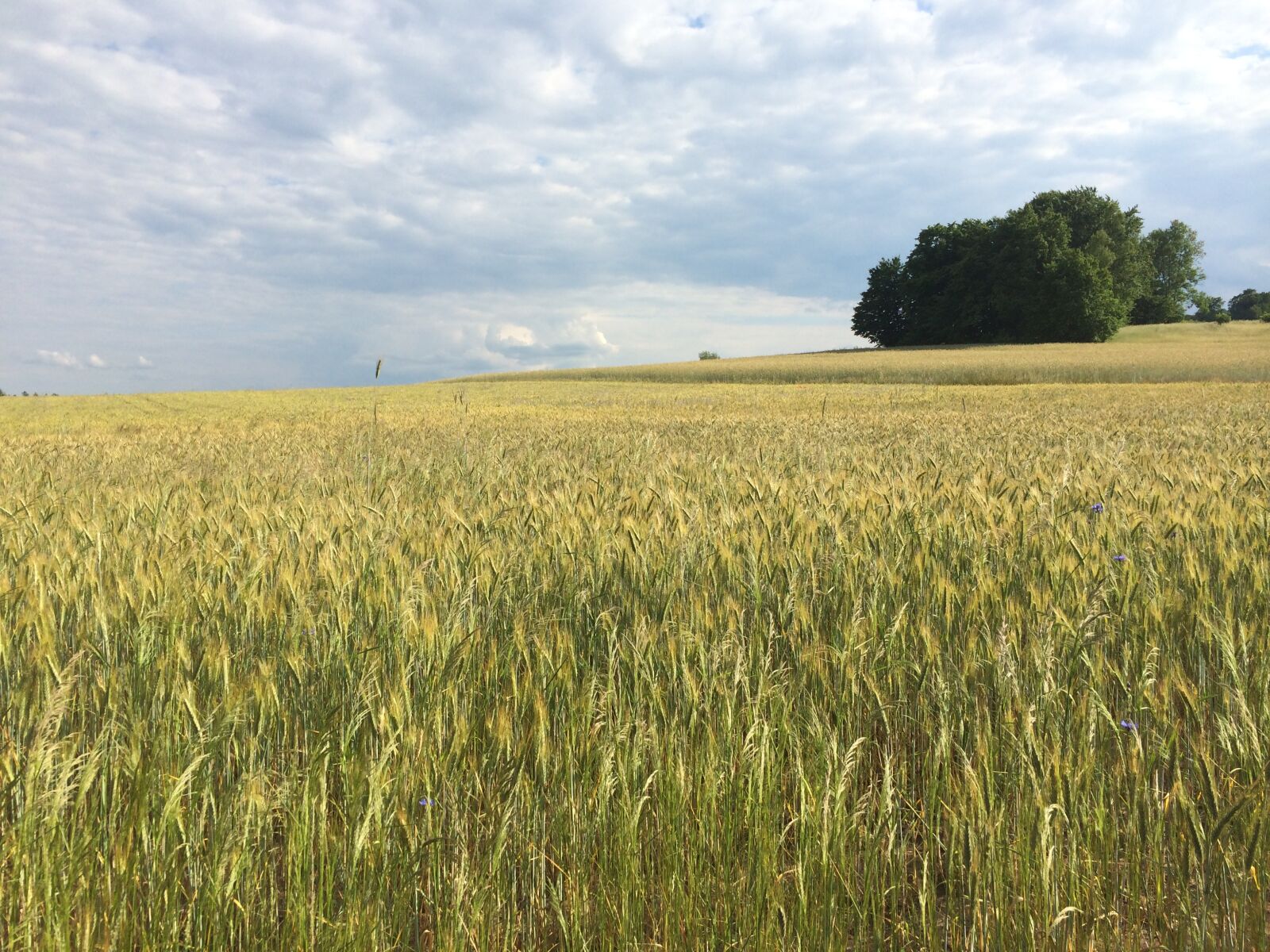 iPhone 5s back camera 4.12mm f/2.2 sample photo. Field, summer, summer, vibes photography