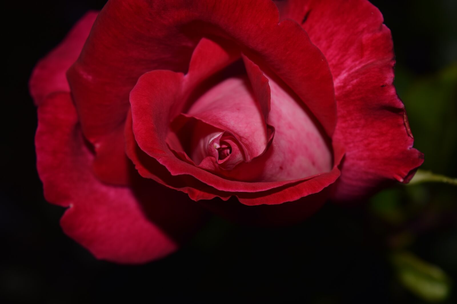Nikon D3300 sample photo. Rose, red, blossom photography
