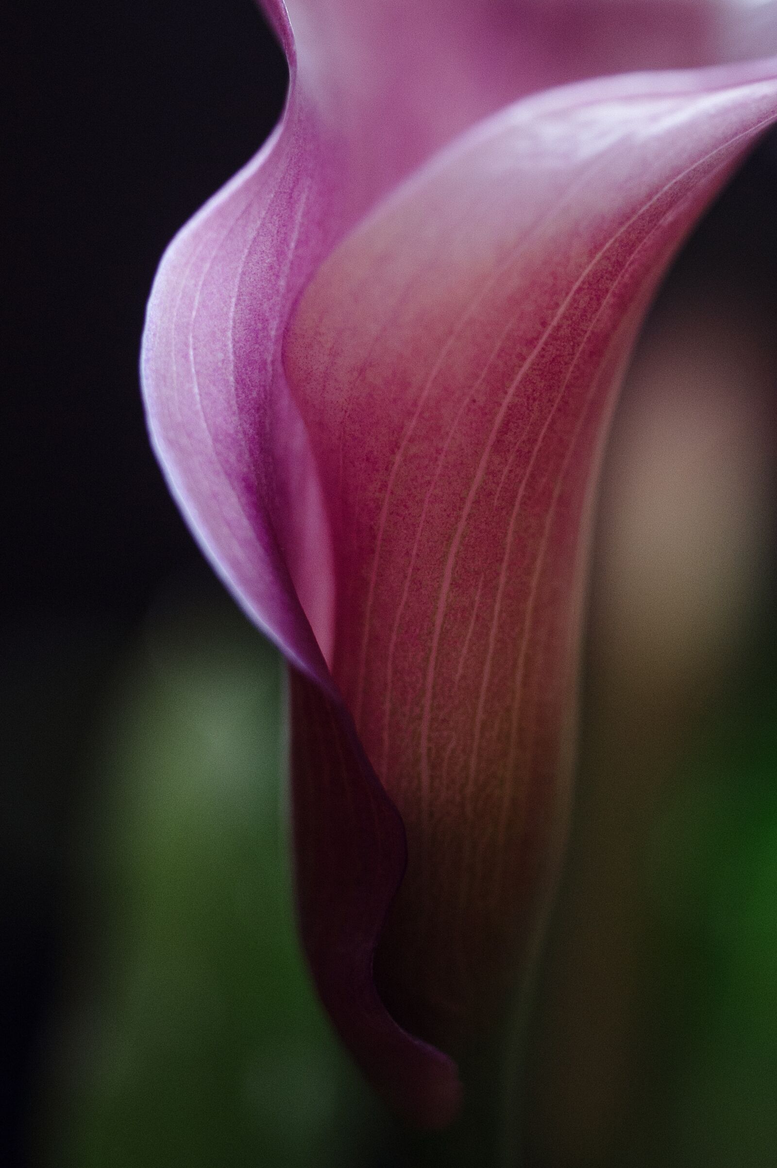 Nikon D700 sample photo. Calla lilly, flower, blossom photography