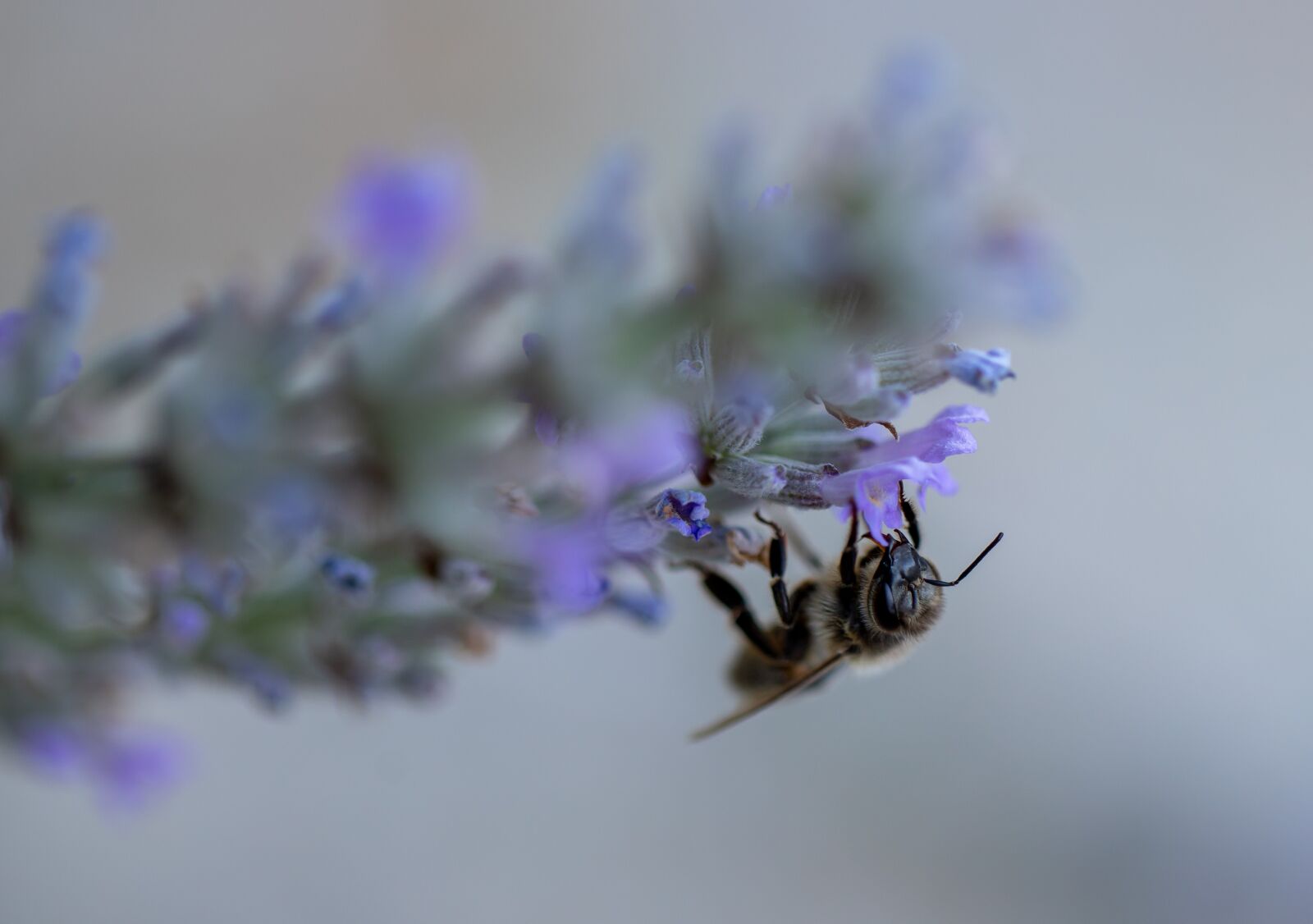 Canon EF 100mm F2.8L Macro IS USM sample photo. Bee, lavender, savoie photography