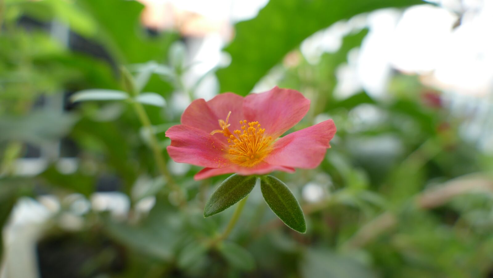 Panasonic Lumix DMC-FZ1000 sample photo. Portulaca grandiflora, flower, vietnam photography