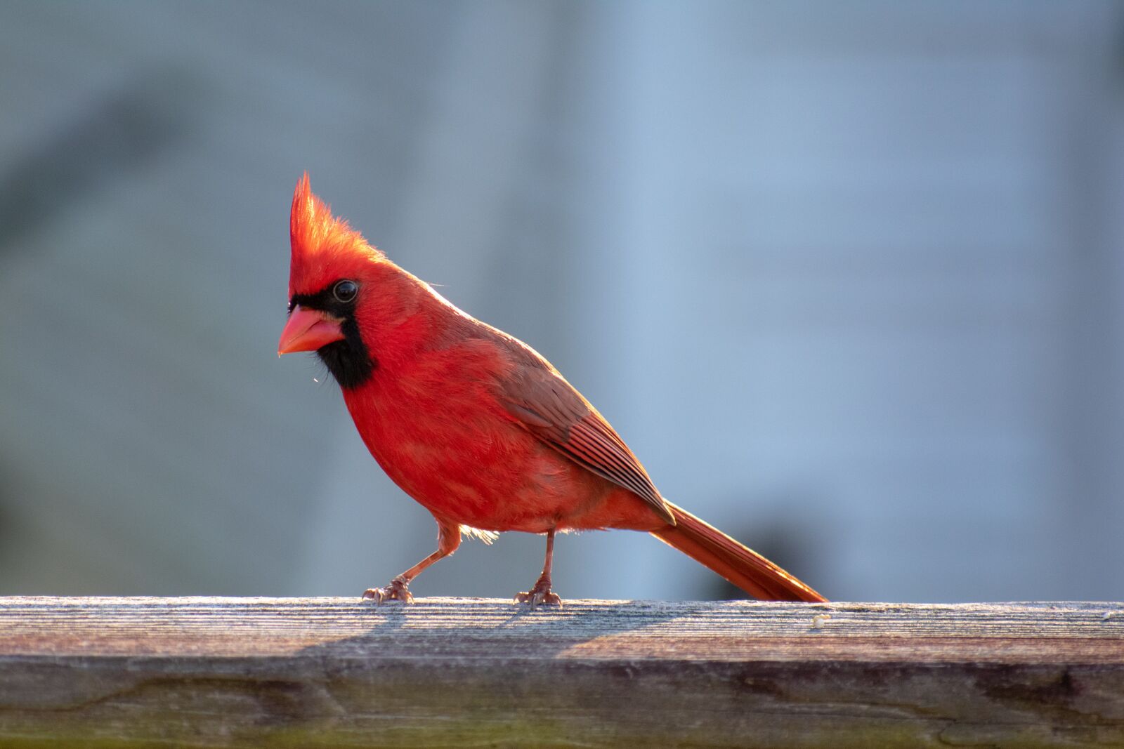Nikon D3400 sample photo. Bird, red, cardinal photography