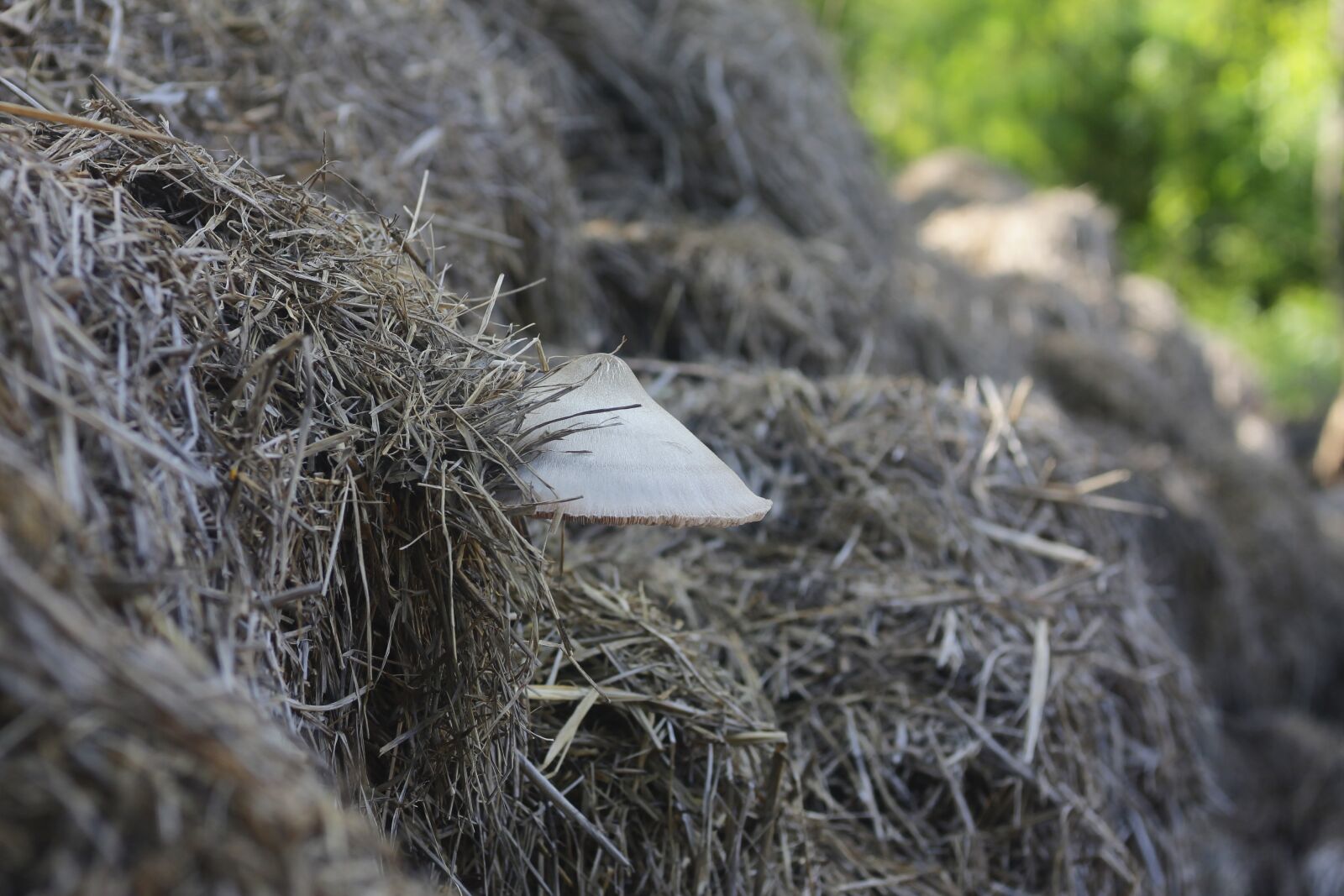 Canon EOS 1100D (EOS Rebel T3 / EOS Kiss X50) sample photo. Straw mushroom, mushroom, nature photography