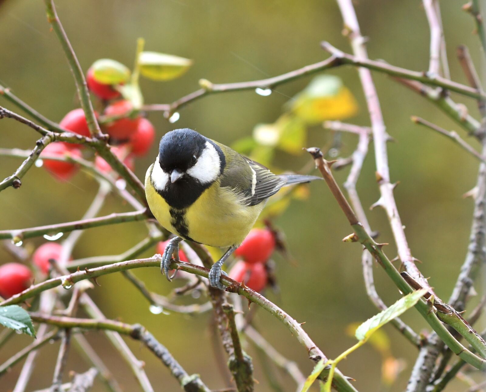 Nikon D500 sample photo. Great tit, bird, yellow photography