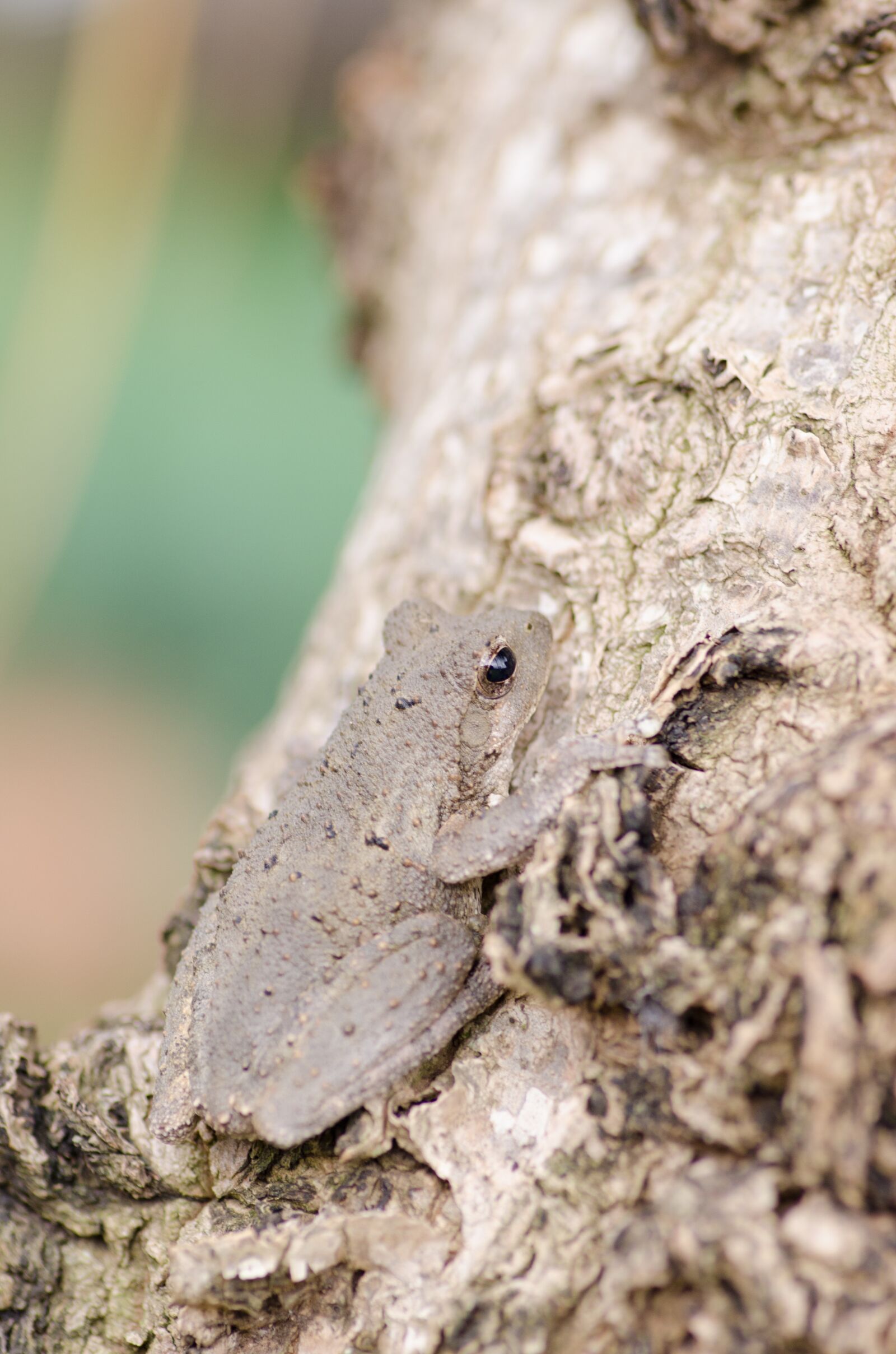 Nikon D7000 sample photo. Frog, tree, brown photography