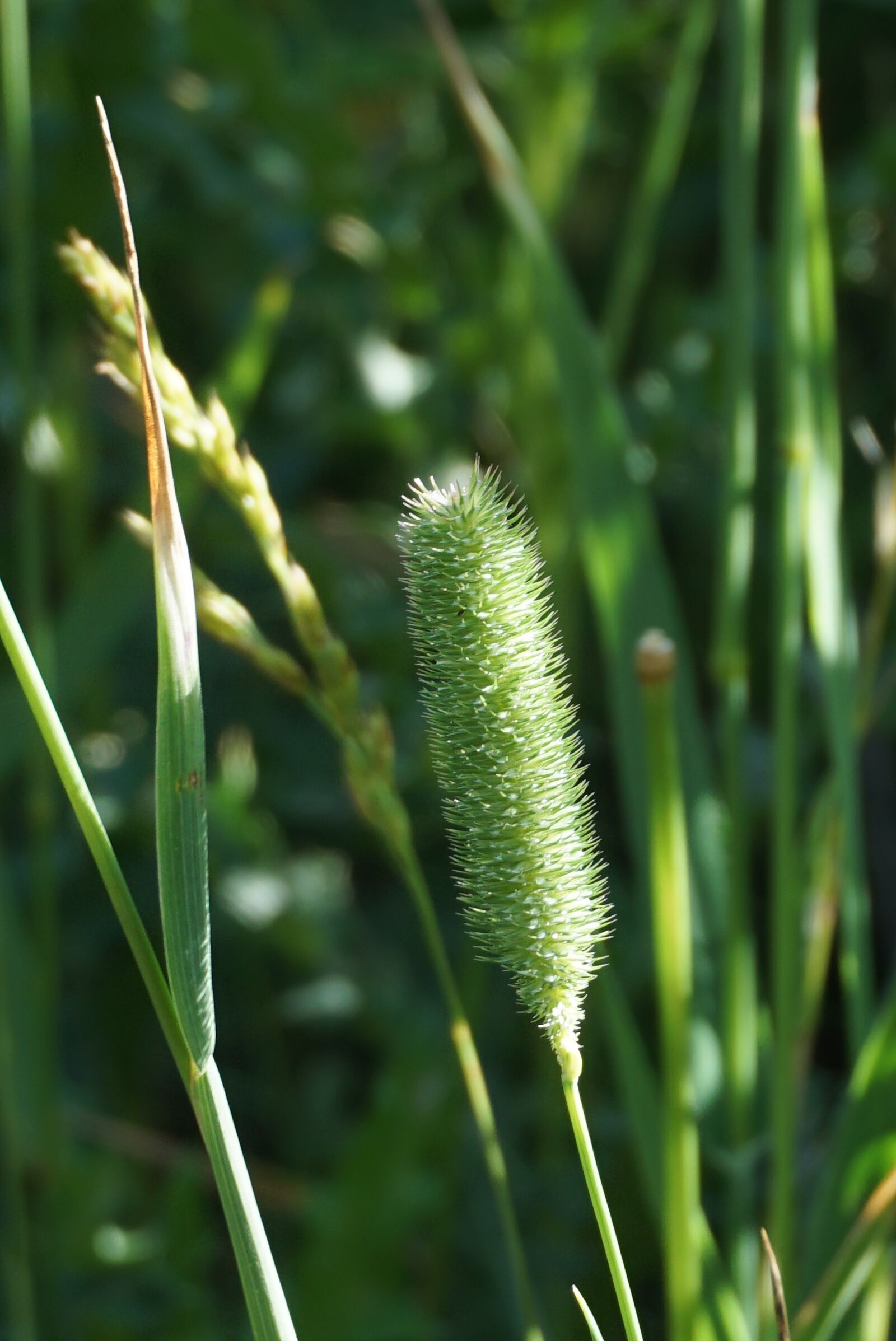 Sony a6000 sample photo. Grasses, halme, green photography