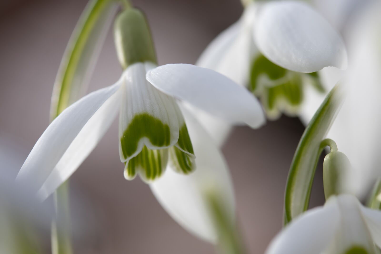 Canon EF-S 60mm F2.8 Macro USM sample photo. Snowdrop, flower, plant photography