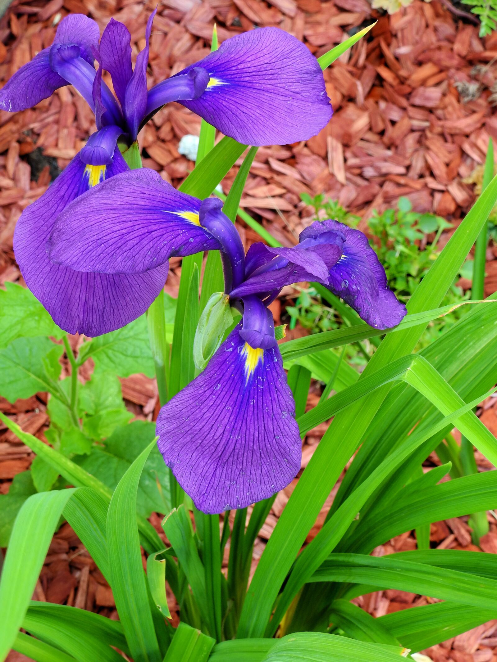 Nikon Coolpix P900 sample photo. Lily, iris, bed photography