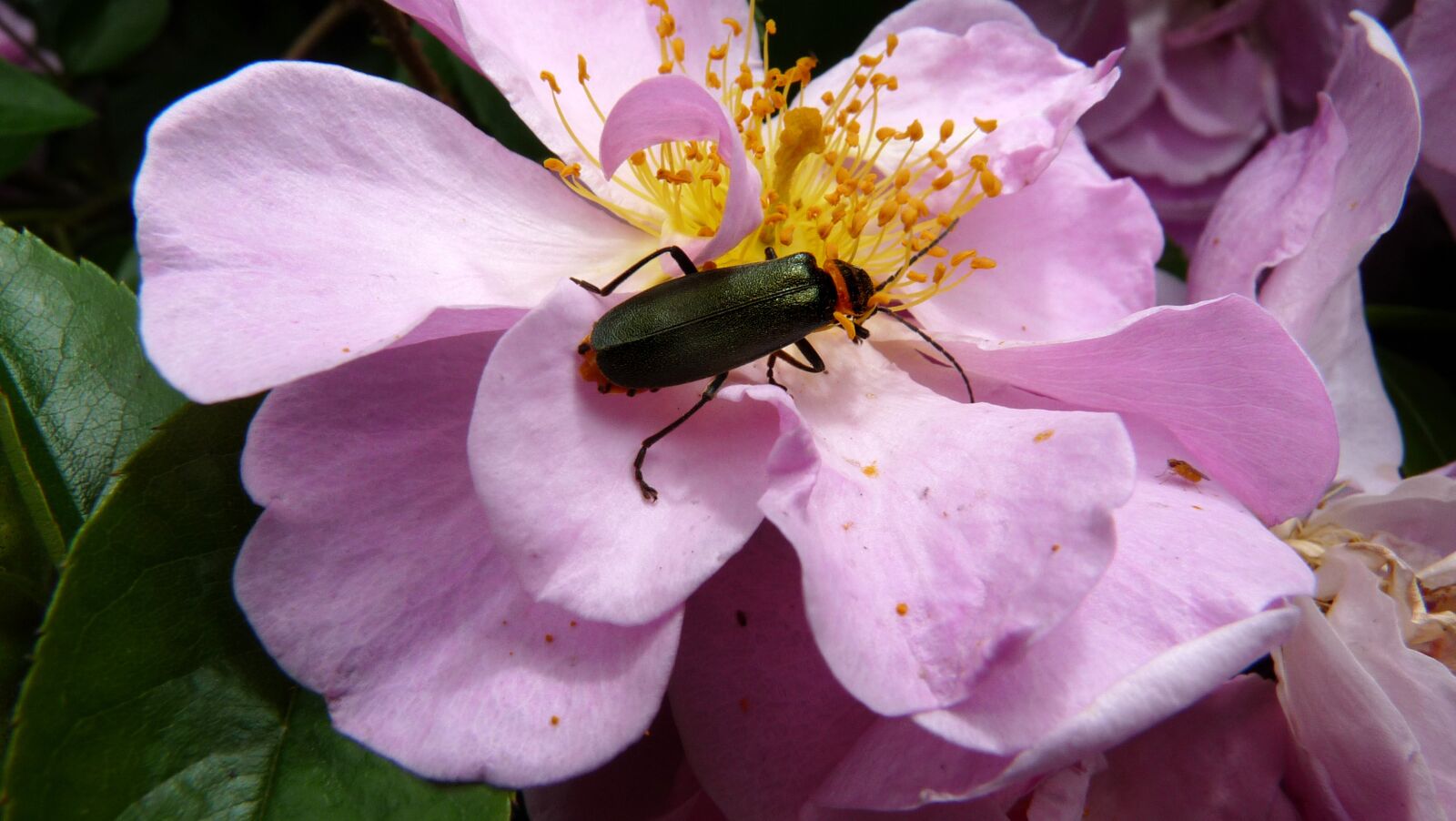 Panasonic Lumix DMC-FZ28 sample photo. Beetle, insect, flower photography