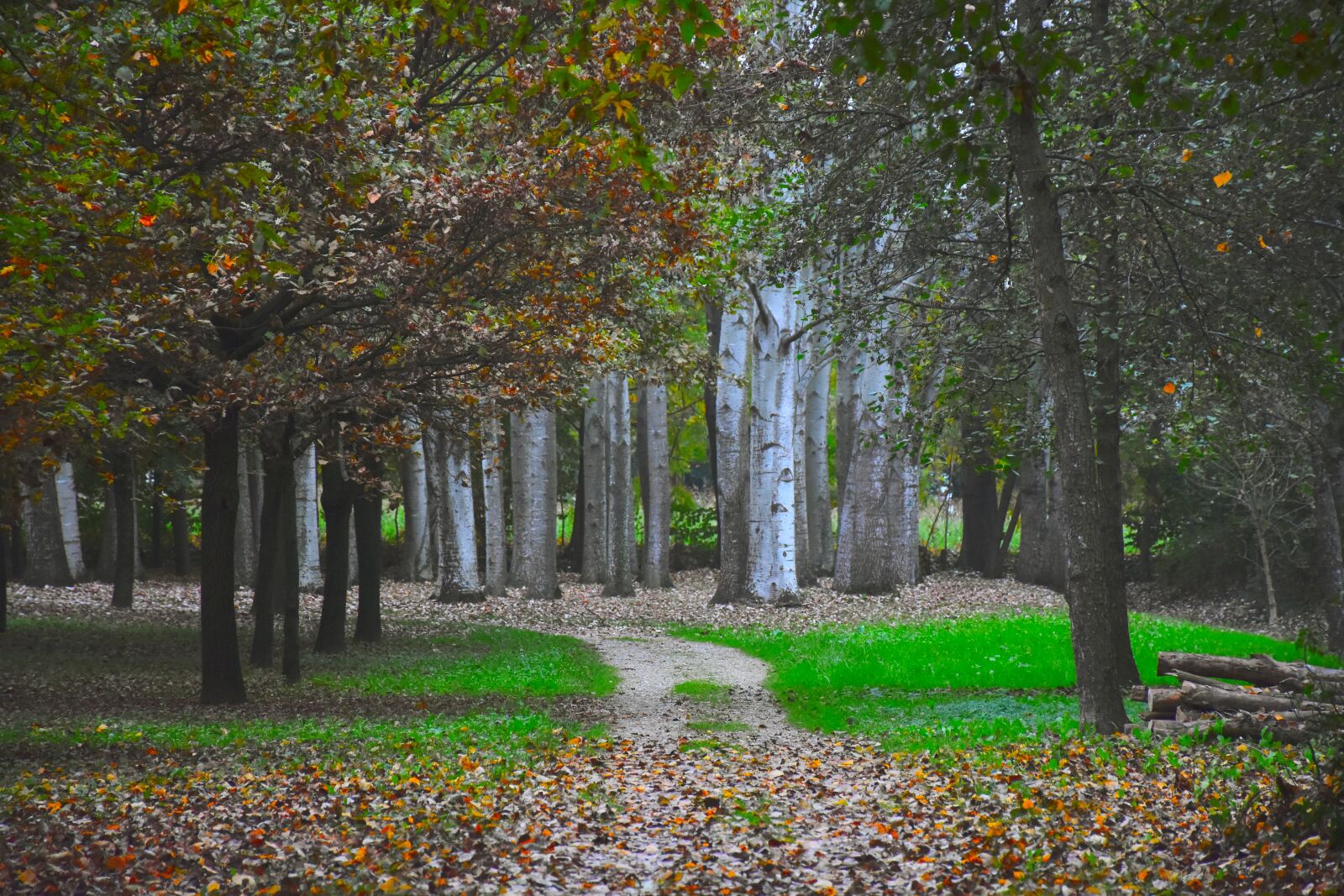 Nikon D7200 sample photo. Forest, trail, autumn photography