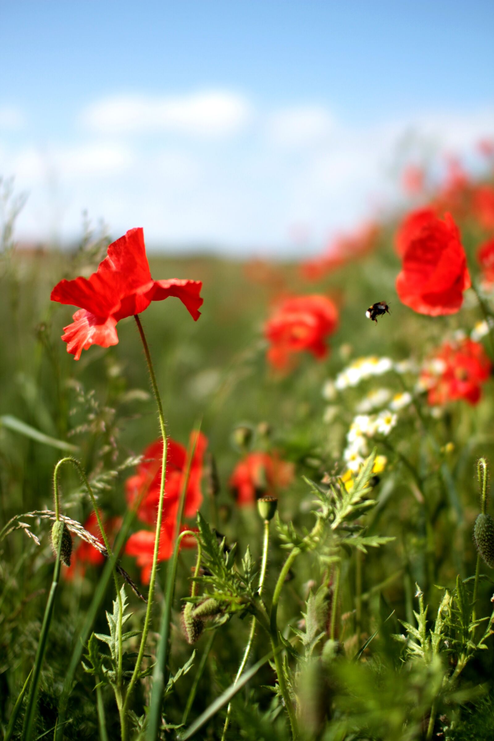 Canon EOS 7D sample photo. Poppies, poppy, red photography