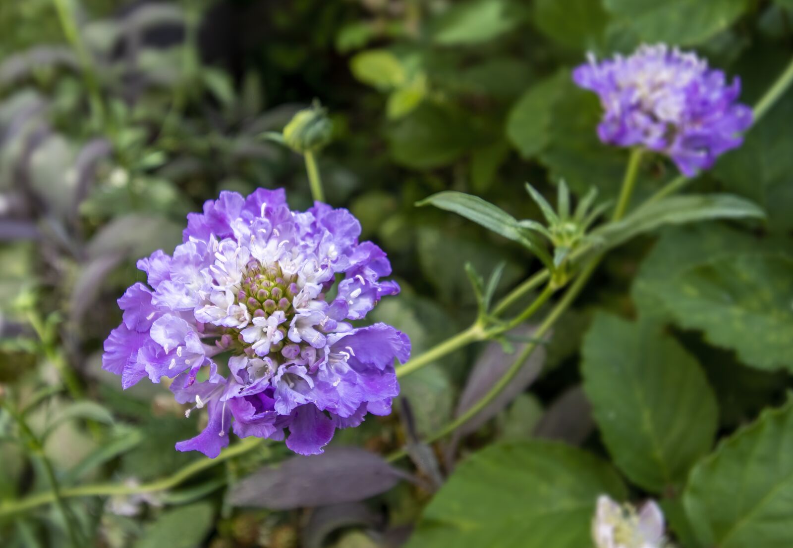 Canon EOS 800D (EOS Rebel T7i / EOS Kiss X9i) sample photo. Scabious, wildflower, flora photography