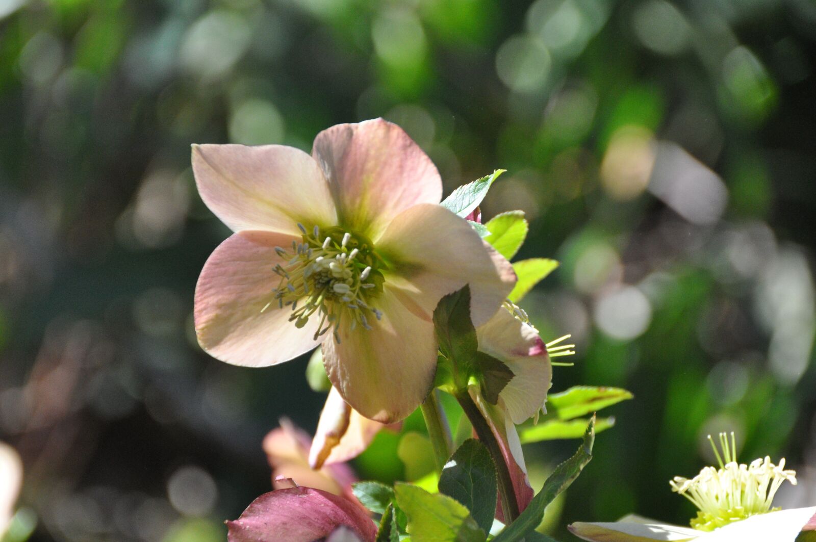 Nikon D90 sample photo. Flower, blossom, spring photography