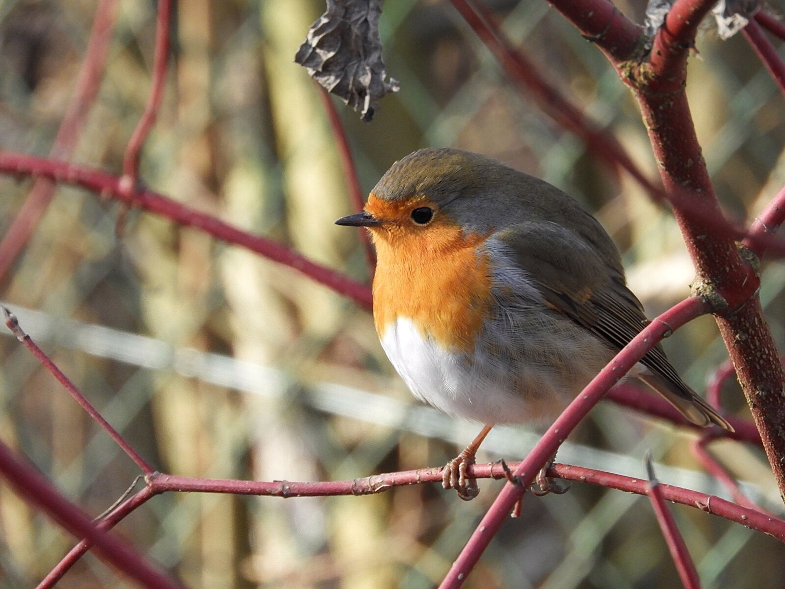 Nikon Coolpix B700 sample photo. Robin, bird, feathers photography