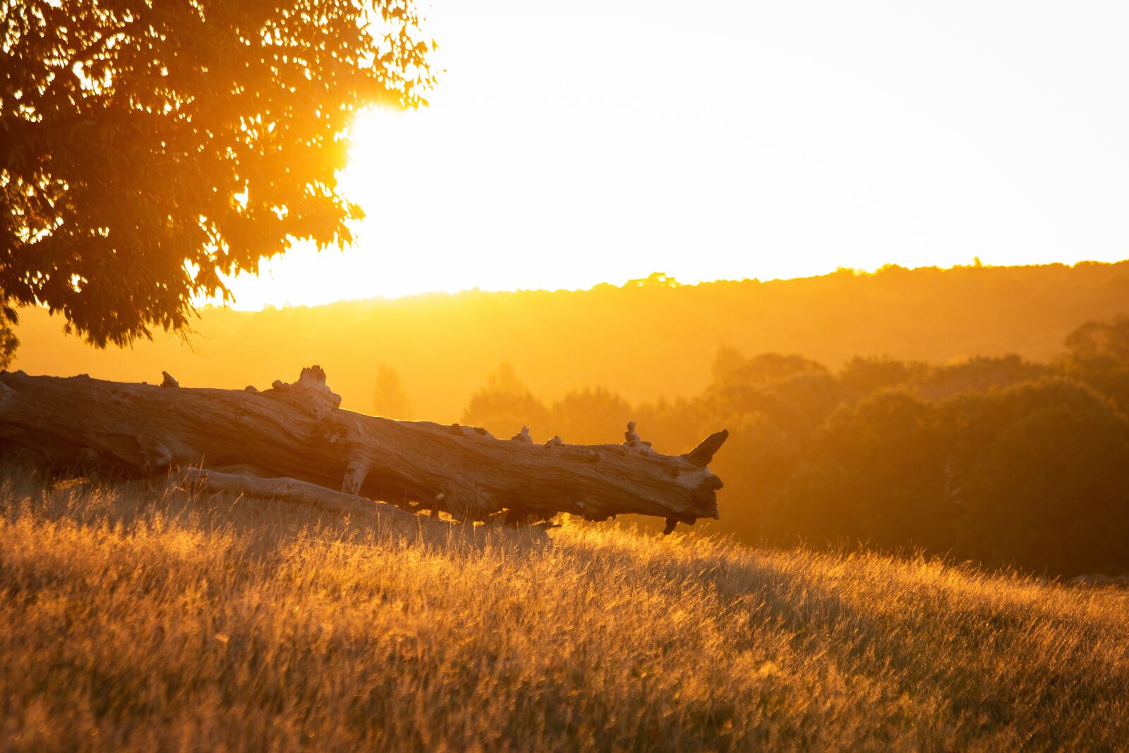 Canon EOS 70D sample photo. Sunrise, park, richmond photography