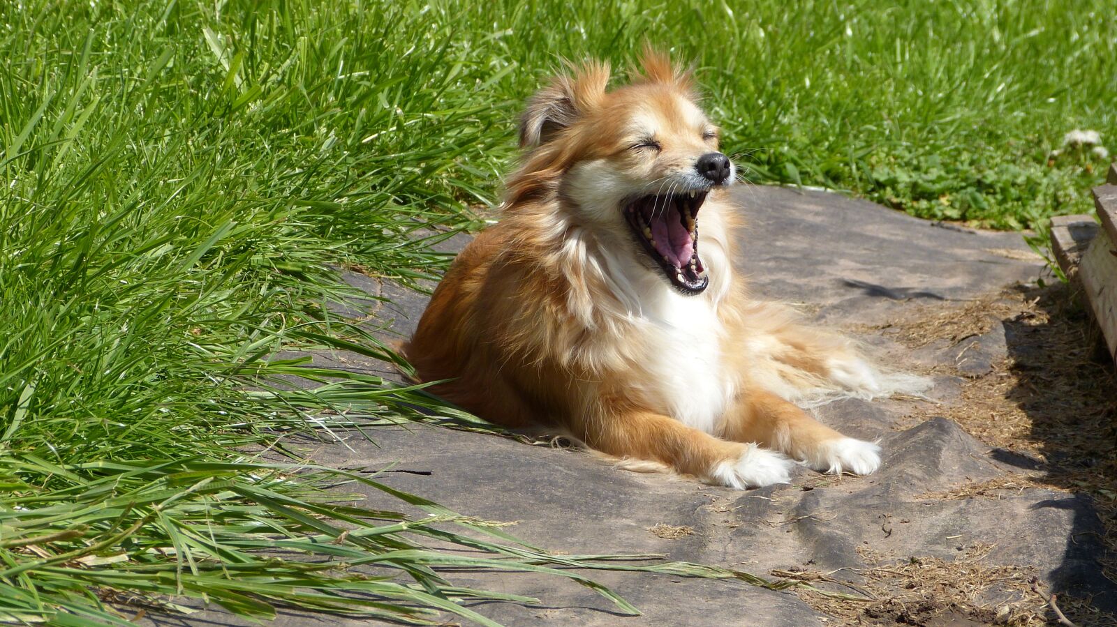 Panasonic Lumix DMC-FZ150 sample photo. Dog, animal, garden photography