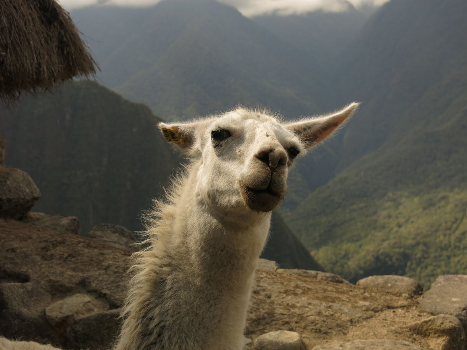 Canon PowerShot G15 sample photo. Alpaca, lama, camel photography