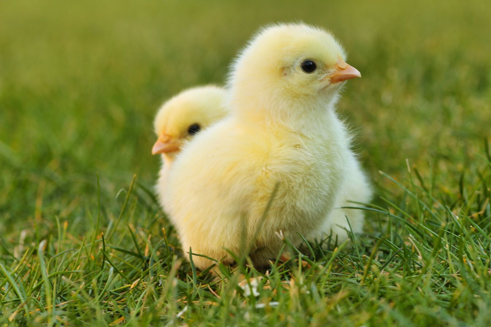 Tamron SP 90mm F2.8 Di VC USD 1:1 Macro sample photo. Chicks, easter chick, easter photography