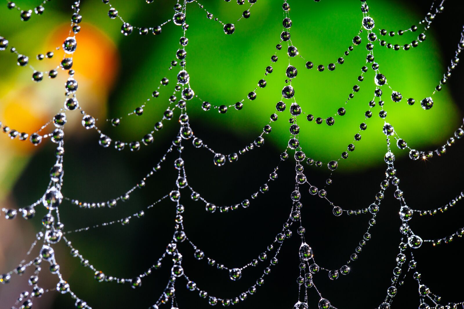 Canon EF 100mm F2.8L Macro IS USM sample photo. Spider web, bokeh, dew photography