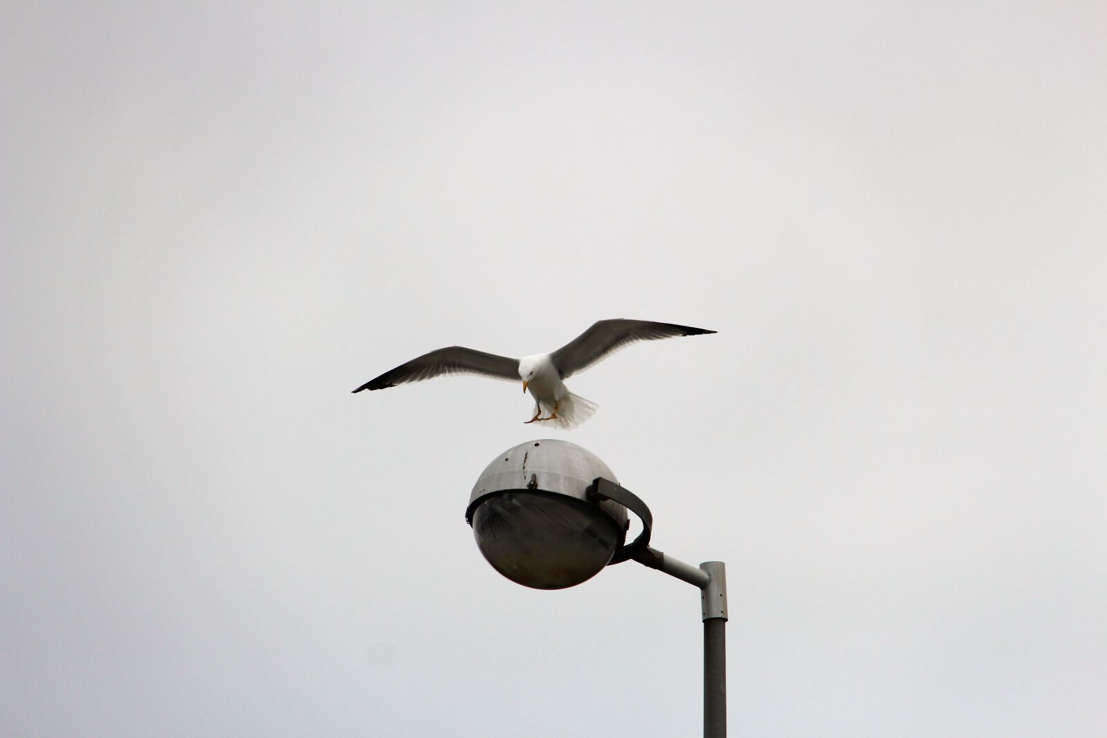 Canon EOS 700D (EOS Rebel T5i / EOS Kiss X7i) + Canon EF-S 18-200mm F3.5-5.6 IS sample photo. Gull, flight, gulls photography