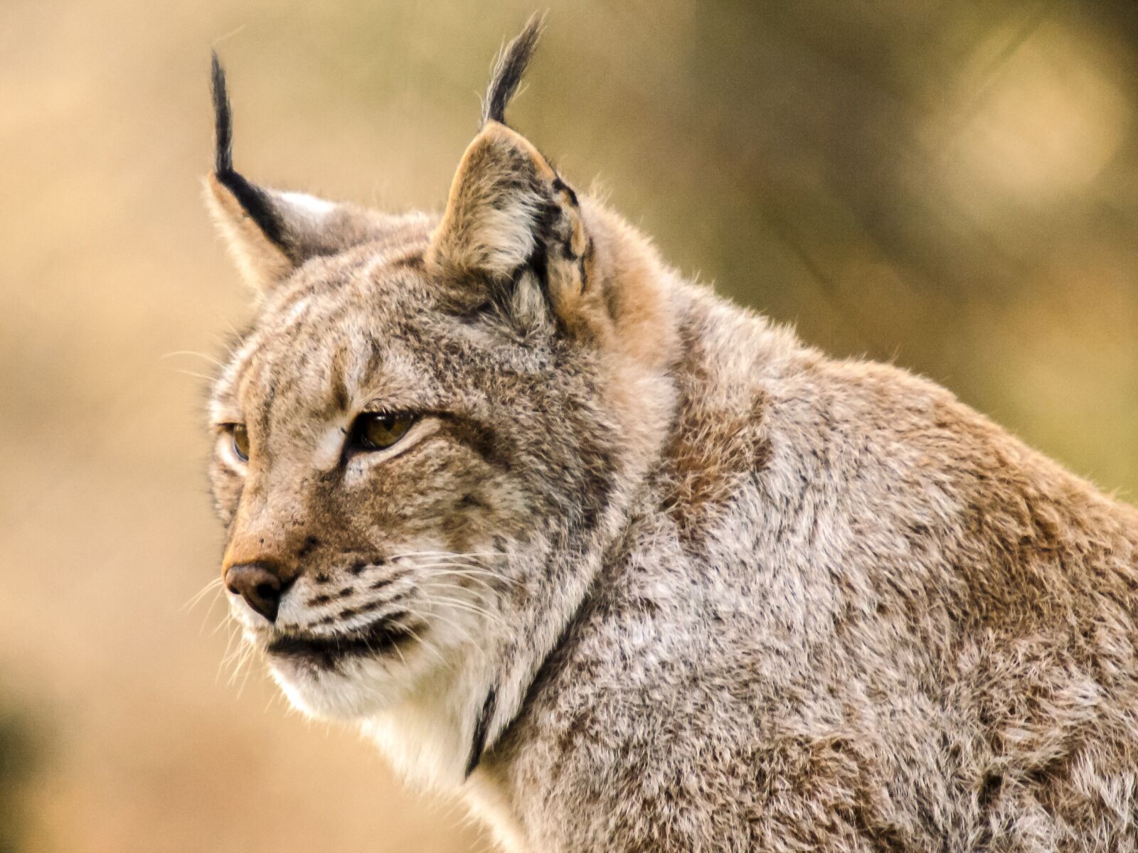 Olympus E-3 sample photo. Lynx, mammal, animal photography